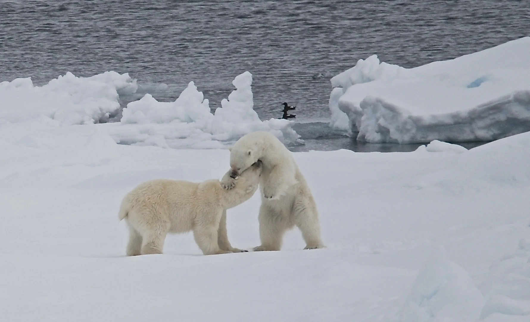 Wonders of the Arctic 4K 2014 DOCU big poster