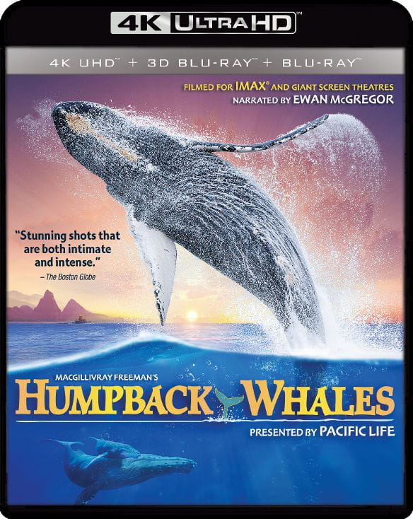 Humpback Whales 4K 2015