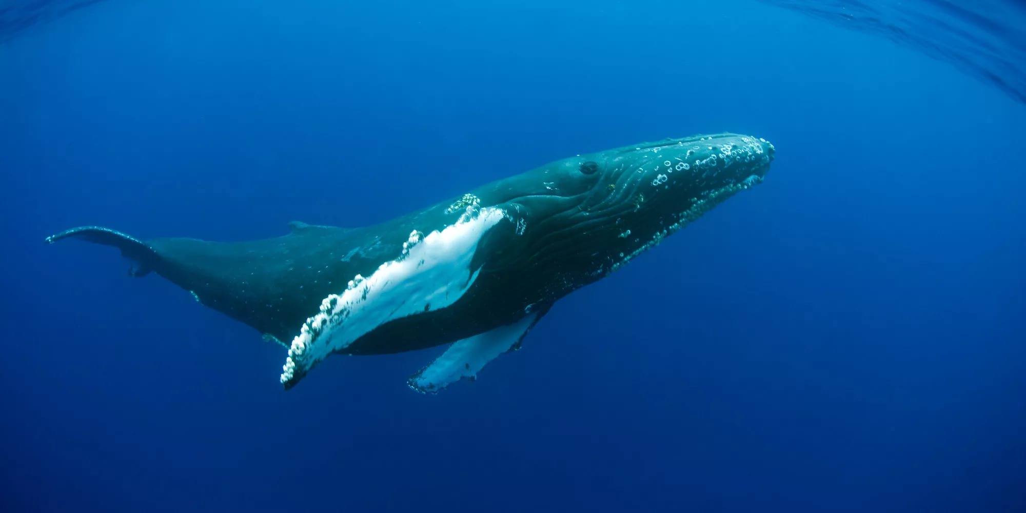 Humpback Whales 4K 2015 big poster