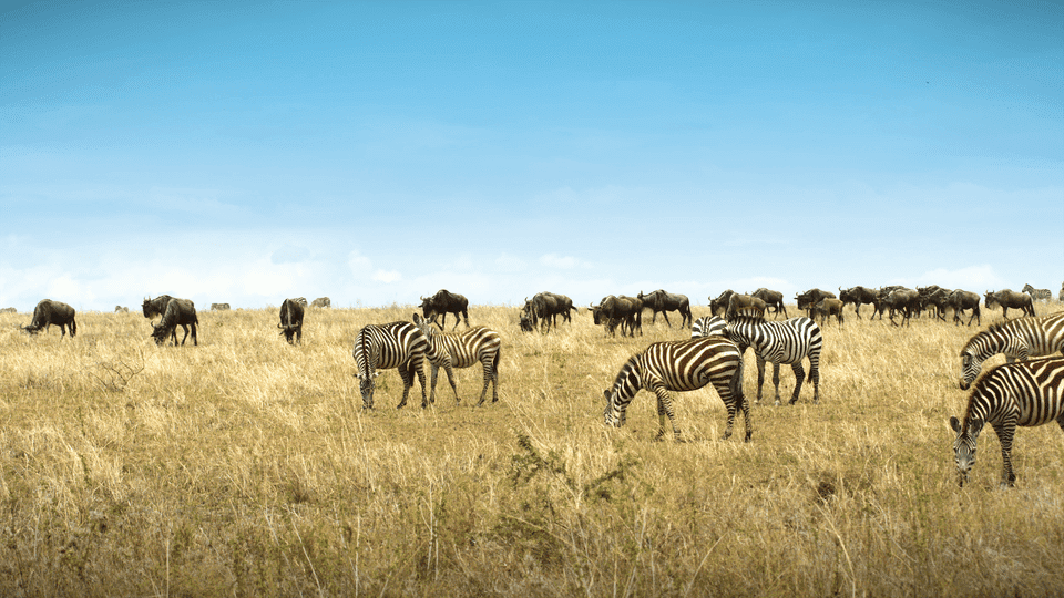 Serengeti Nature's Greatest Journey 4K 2015 big poster