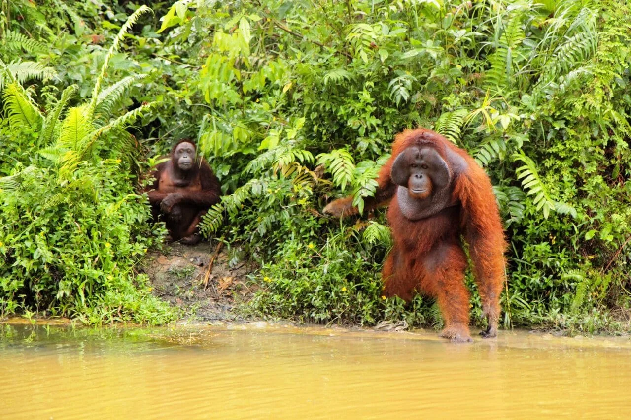 Borneo: The Fascination of Asia 4K 2017 DOCU big poster