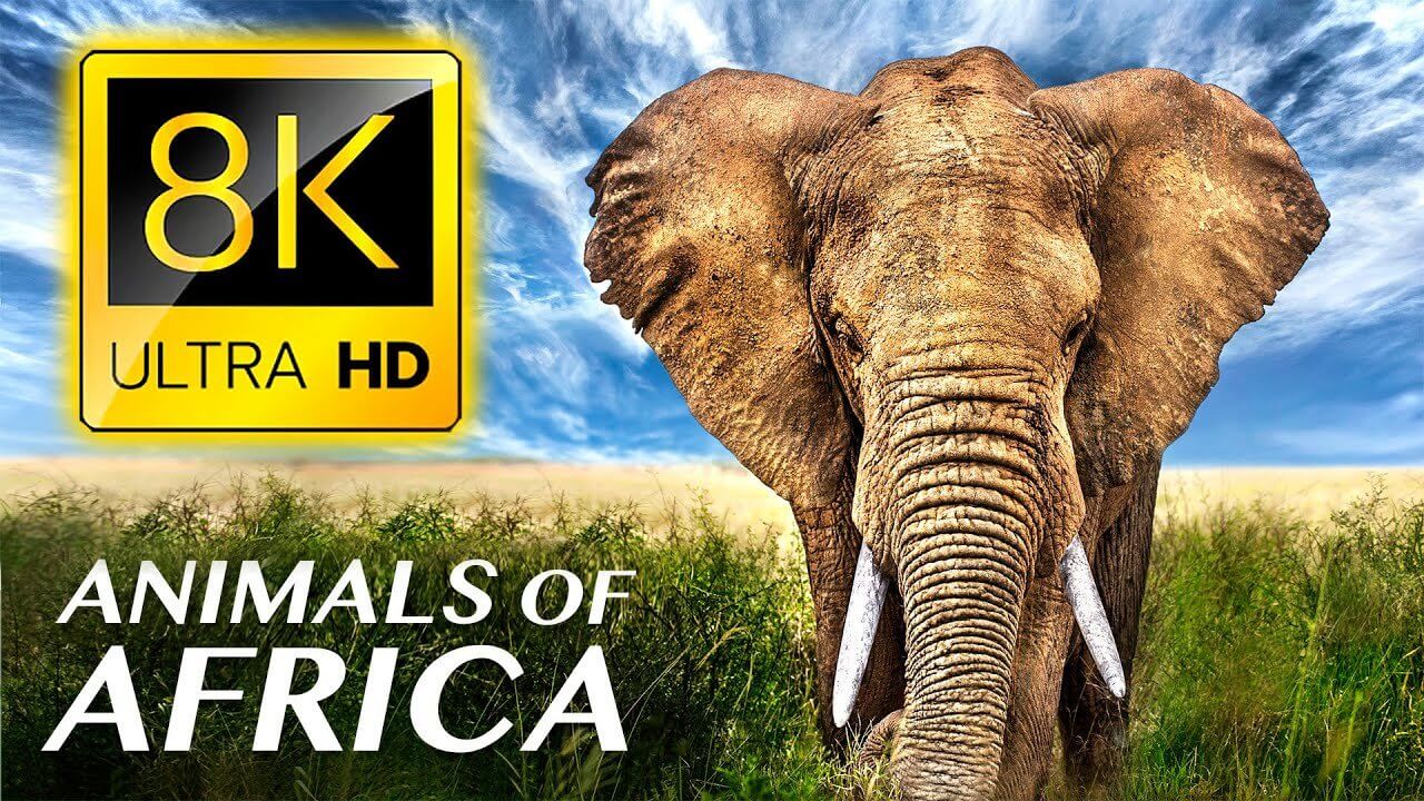 Animals Of Africa 8K ULTRA HD