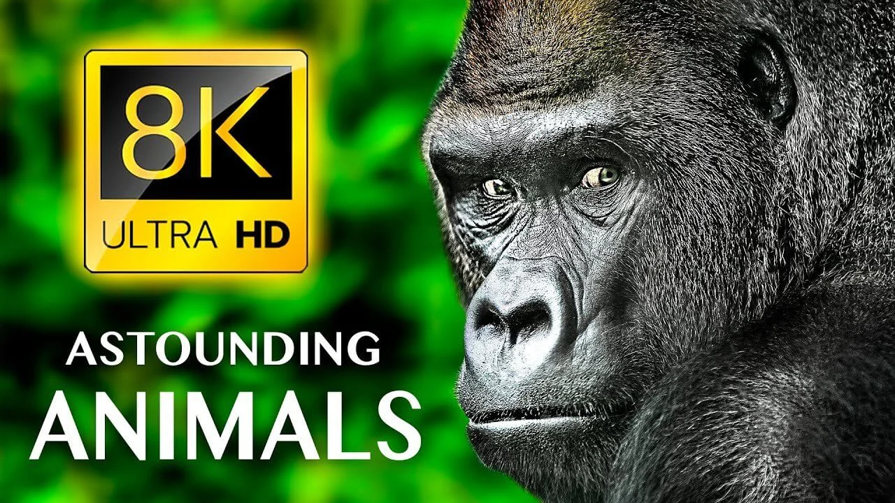 ASTOUNDING ANIMALS 8K ULTRA HD