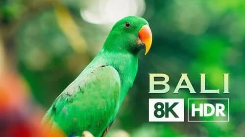 Bali Real 8K ULTRA HD