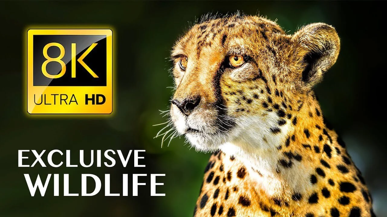 EXCLUSIVE WILDLIFE in 8K ULTRA HD