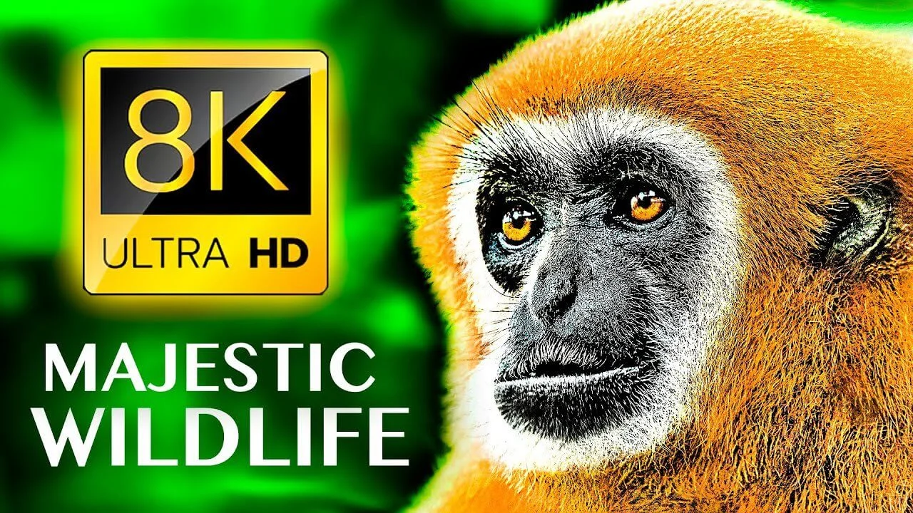 MAJESTIC WILDLIFE 8K ULTRA HD