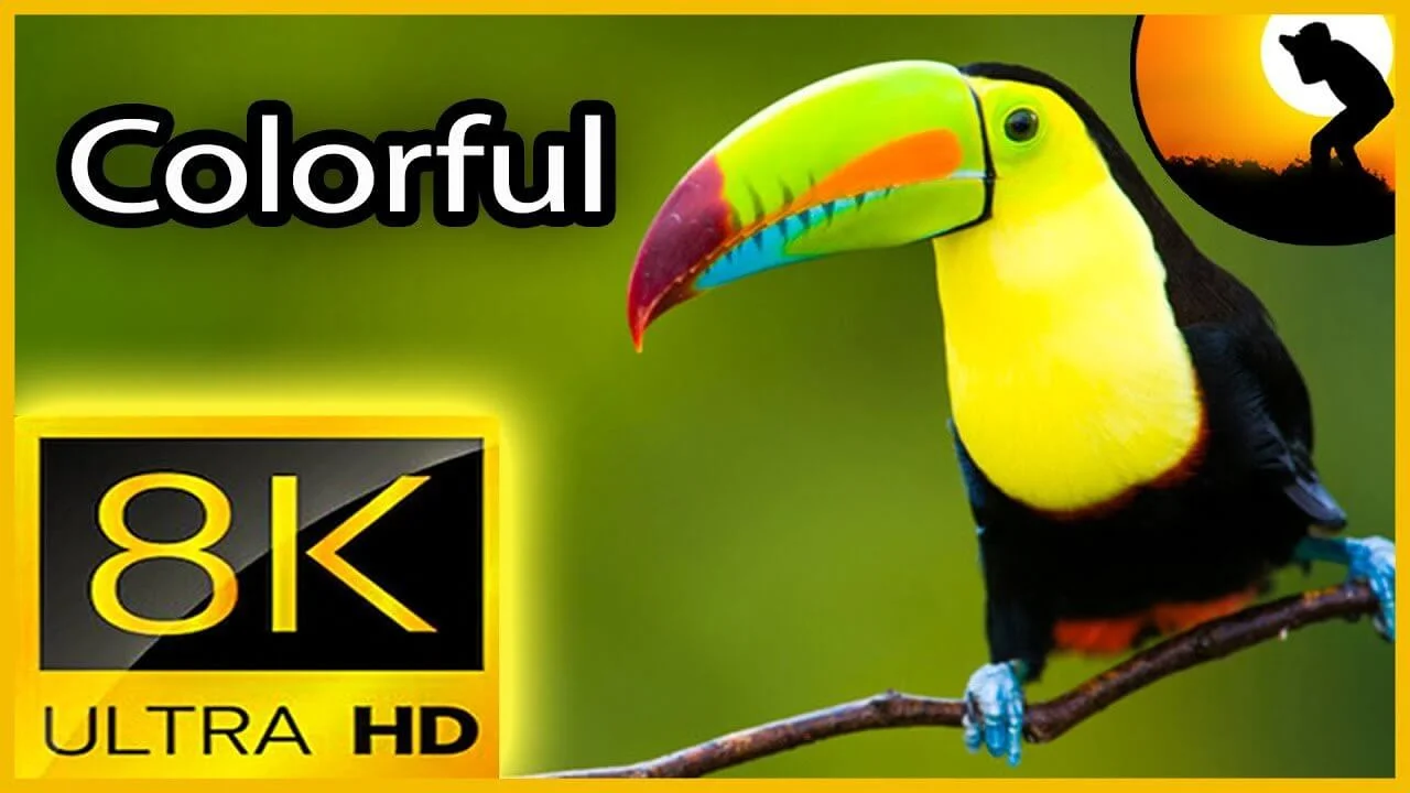 NATURE RELAXATION VIDEO WILDLIFE ANIMALS AND BIRDS In 8K ULTRA HD