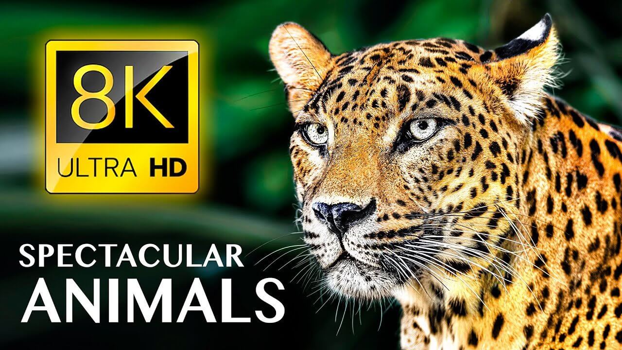 SPECTACULAR ANIMALS 8K ULTRA HD