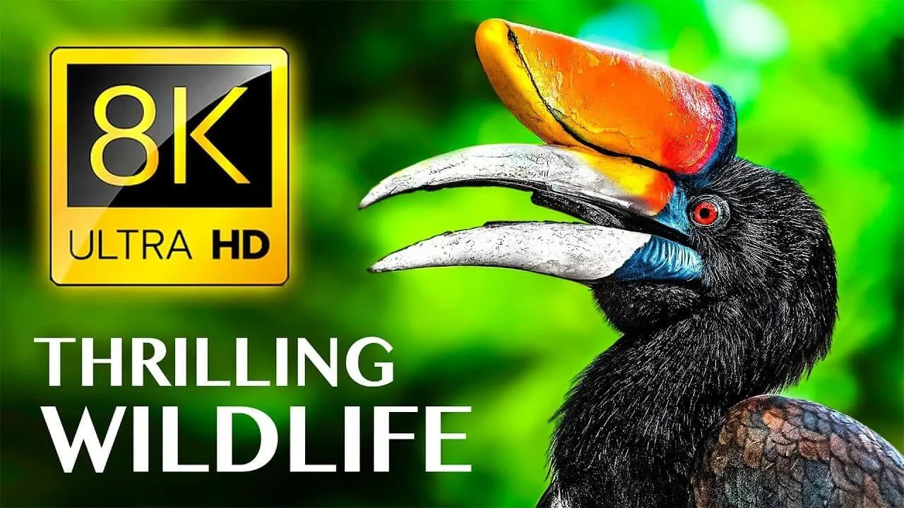 THRILLING WILDLIFE 8K ULTRA HD