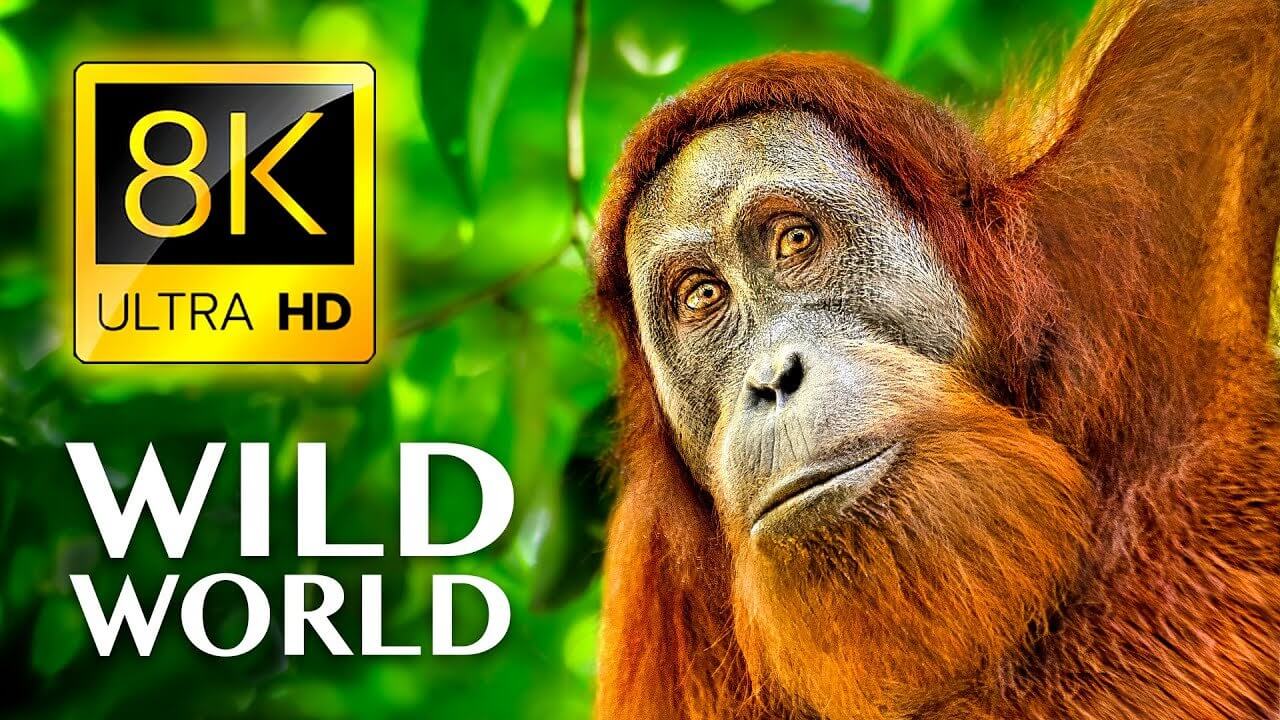 WILD WORLD In 8K ULTRA HD
