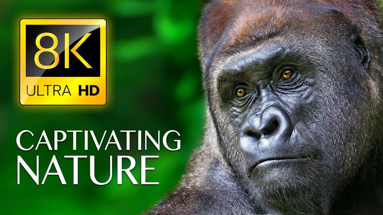 CAPTIVATING NATURE In 8K ULTRA HD