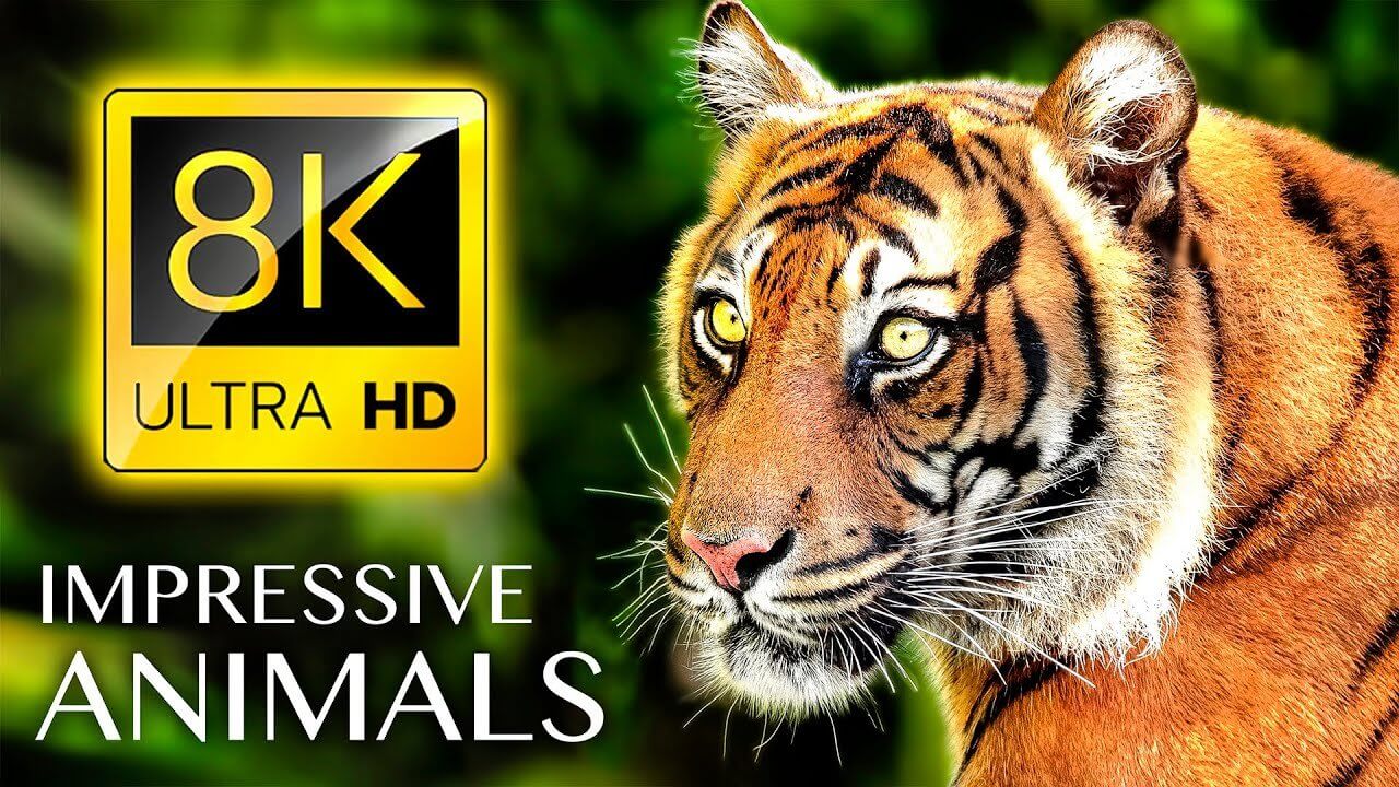 IMPRESSIVE ANIMALS 8K ULTRA HD