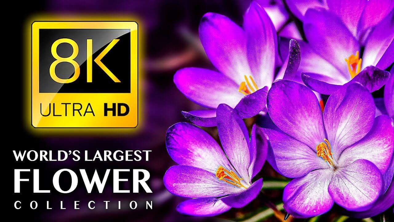 Largest FLOWERS Collection In The World 8K ULTRA HD