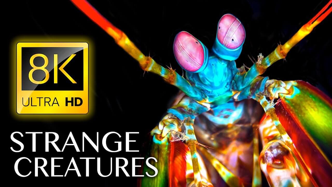 Strangest Creatures on Earth in 8K ULTRA HD
