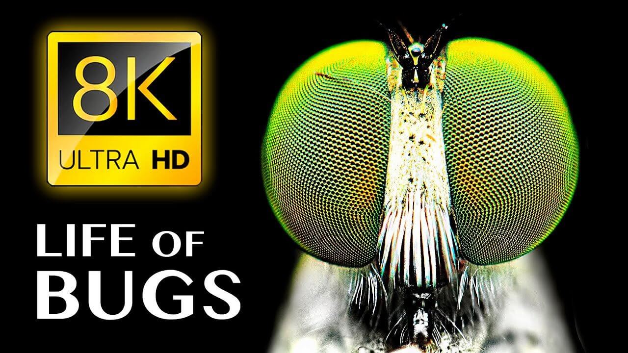 THE LIFE OF BUGS 8K ULTRA HD