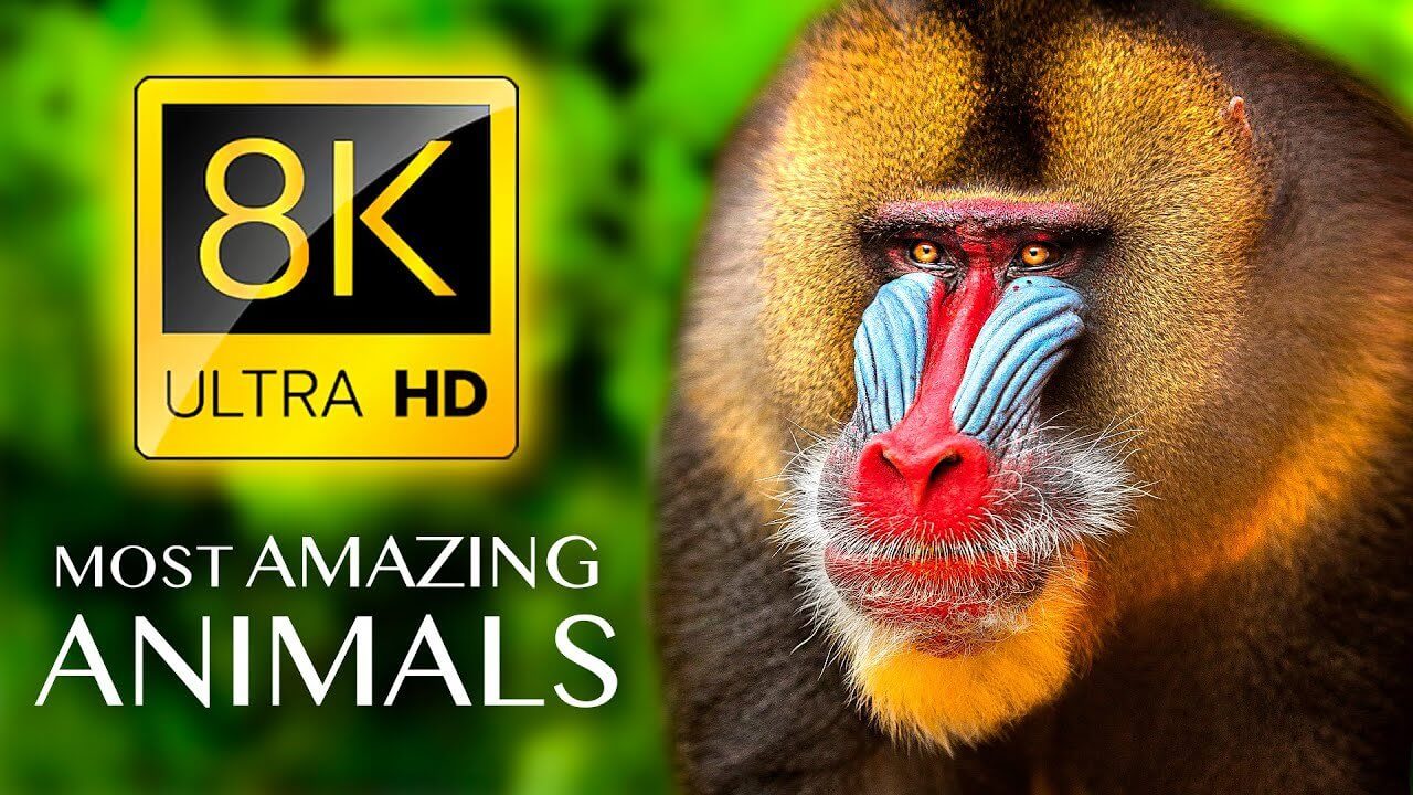 THE MOST AMAZING ANIMALS 8K ULTRA HD