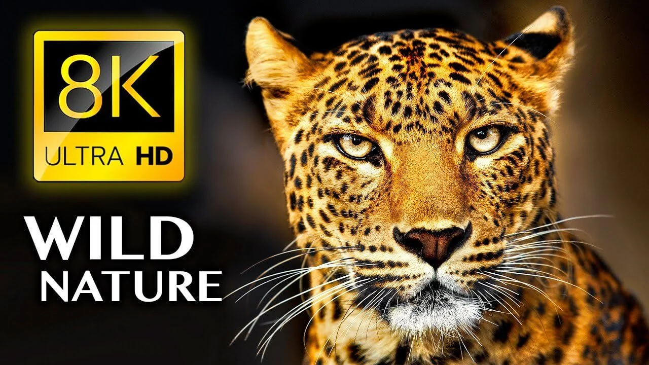 WILD NATURE in 8K ULTRA HD