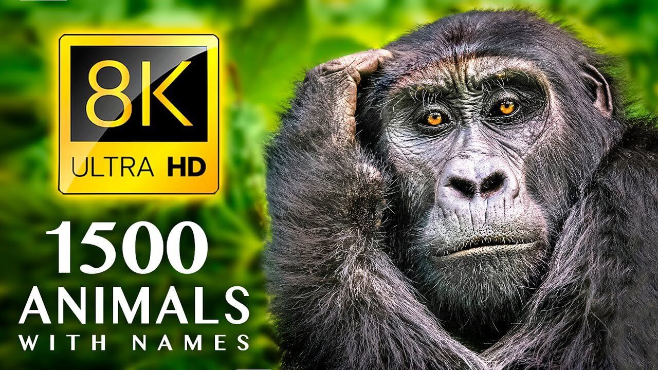 1500 ANIMALS NAMES and SOUNDS 8K ULTRA HD