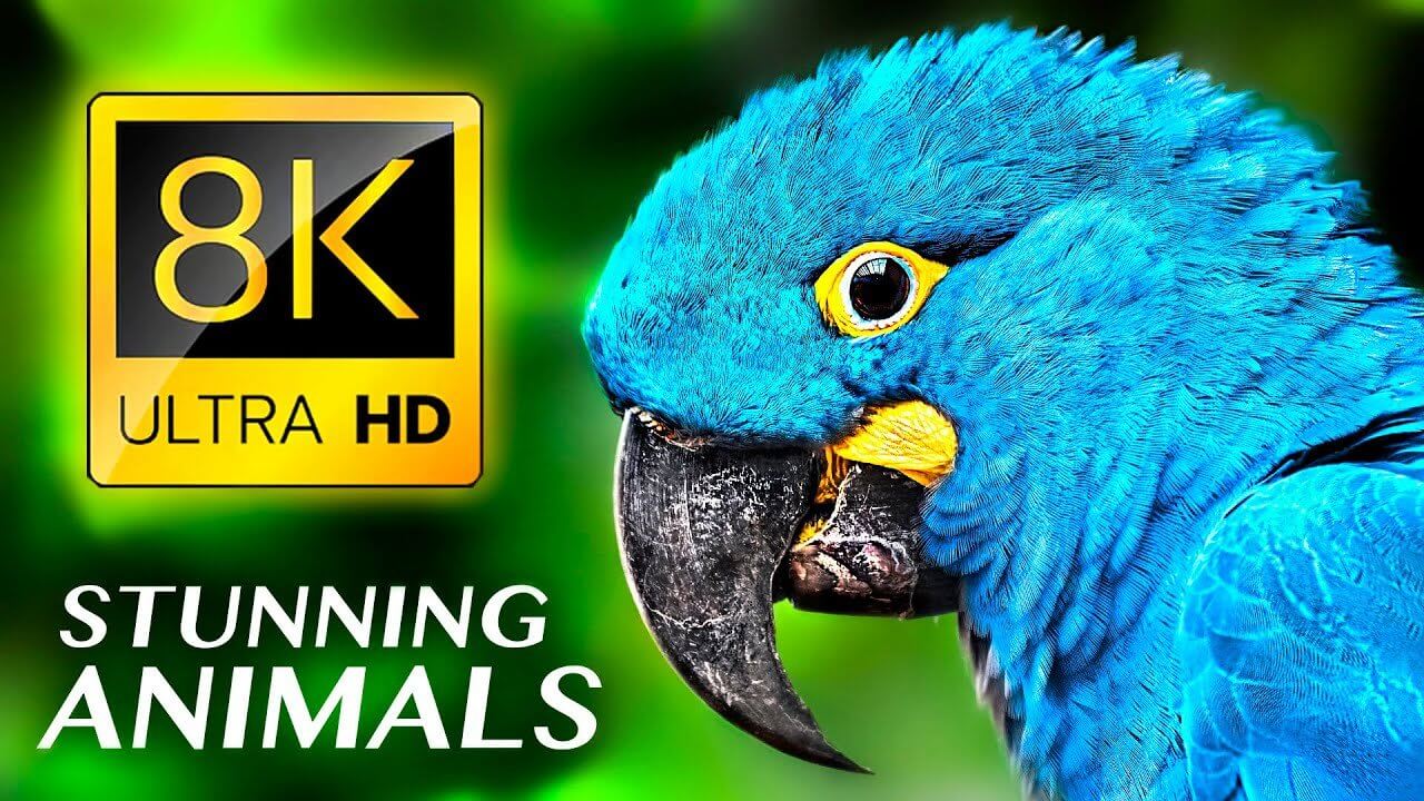 STUNNING ANIMALS 8K ULTRA HD