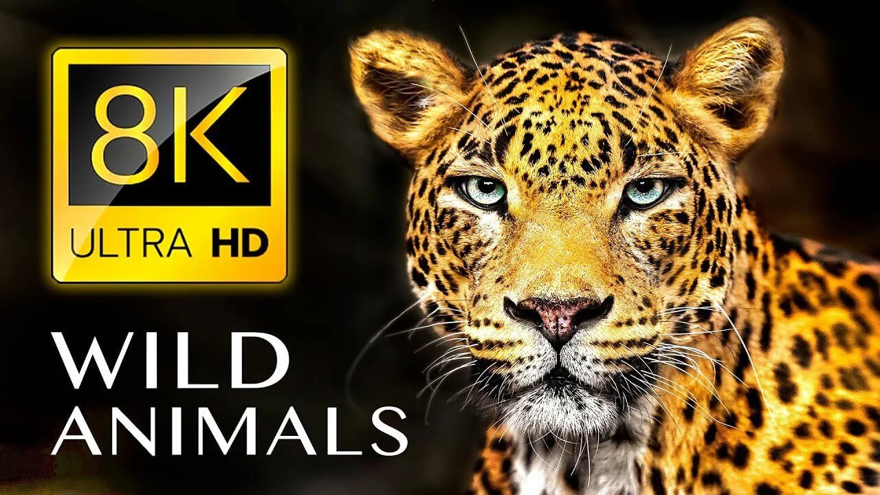 WILD ANIMALS 8K ULTRA HD