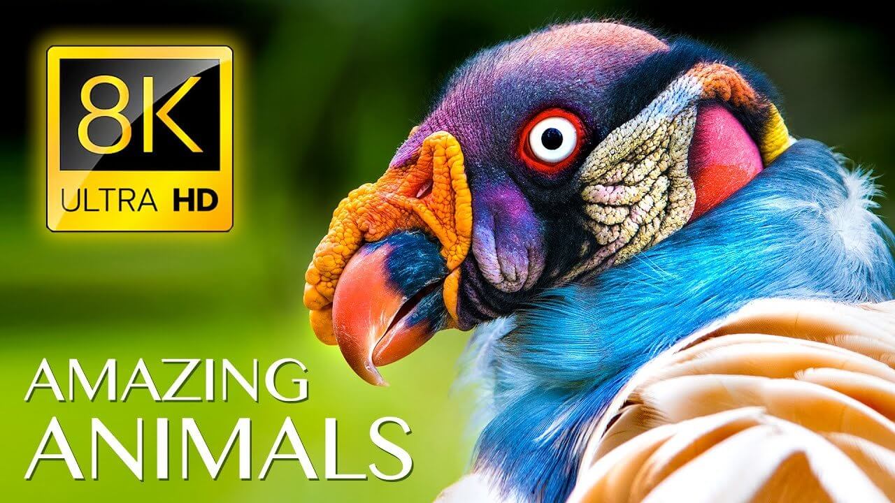Amazing Wild Animals 8K ULTRA HD