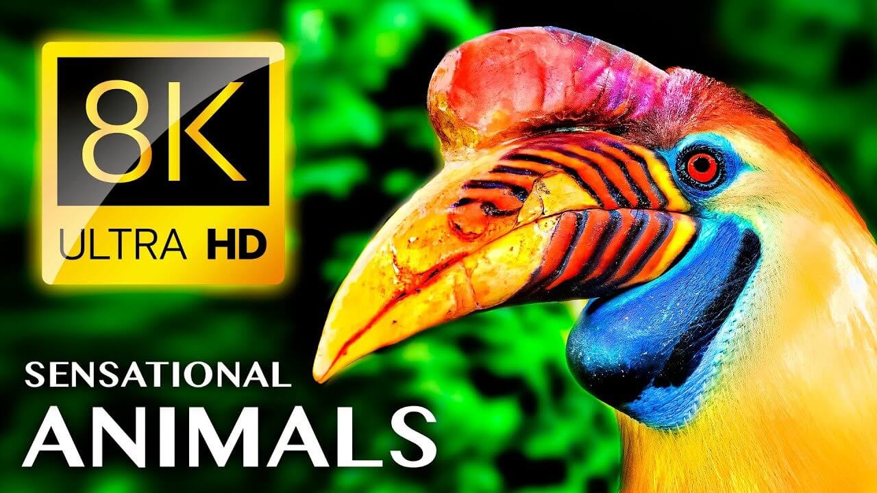SENSATIONAL ANIMALS 8K ULTRA HD