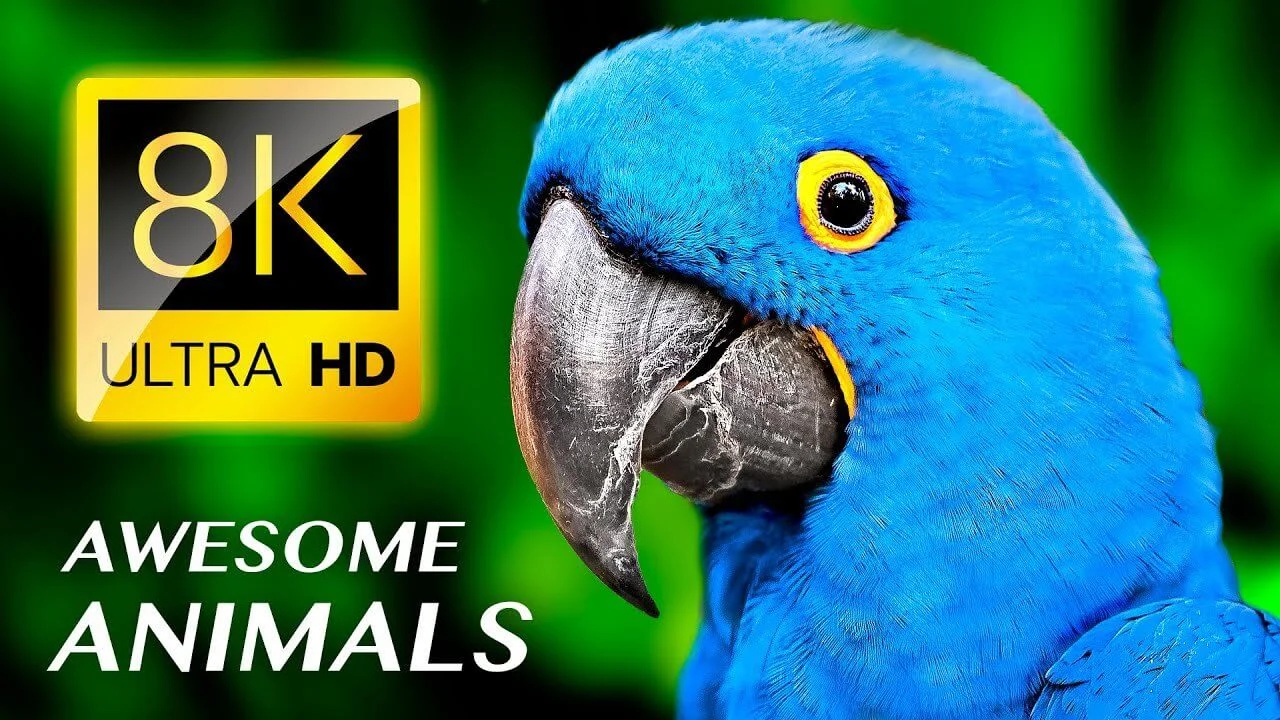 AWESOME ANIMALS 8K ULTRA HD