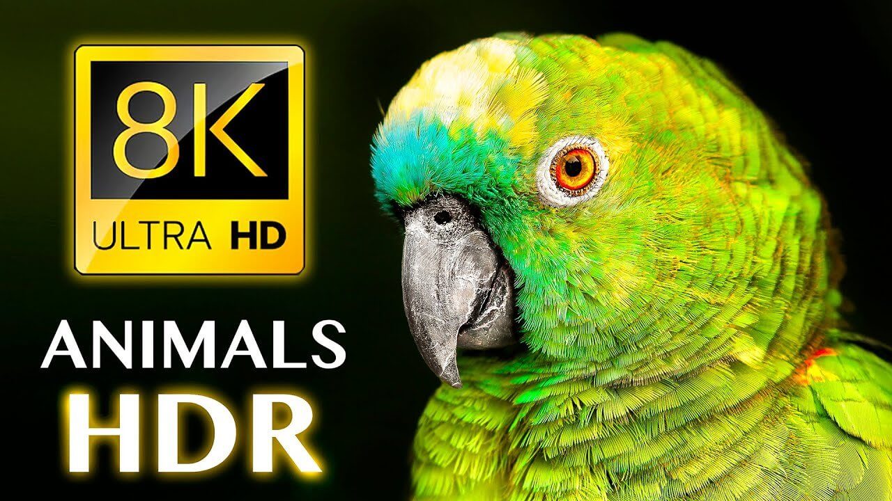 REAL HDR ANIMALS 8K ULTRA HD