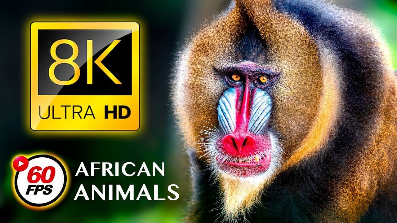 LEGENDARY AFRICAN ANIMALS 8K ULTRA HD 60FPS