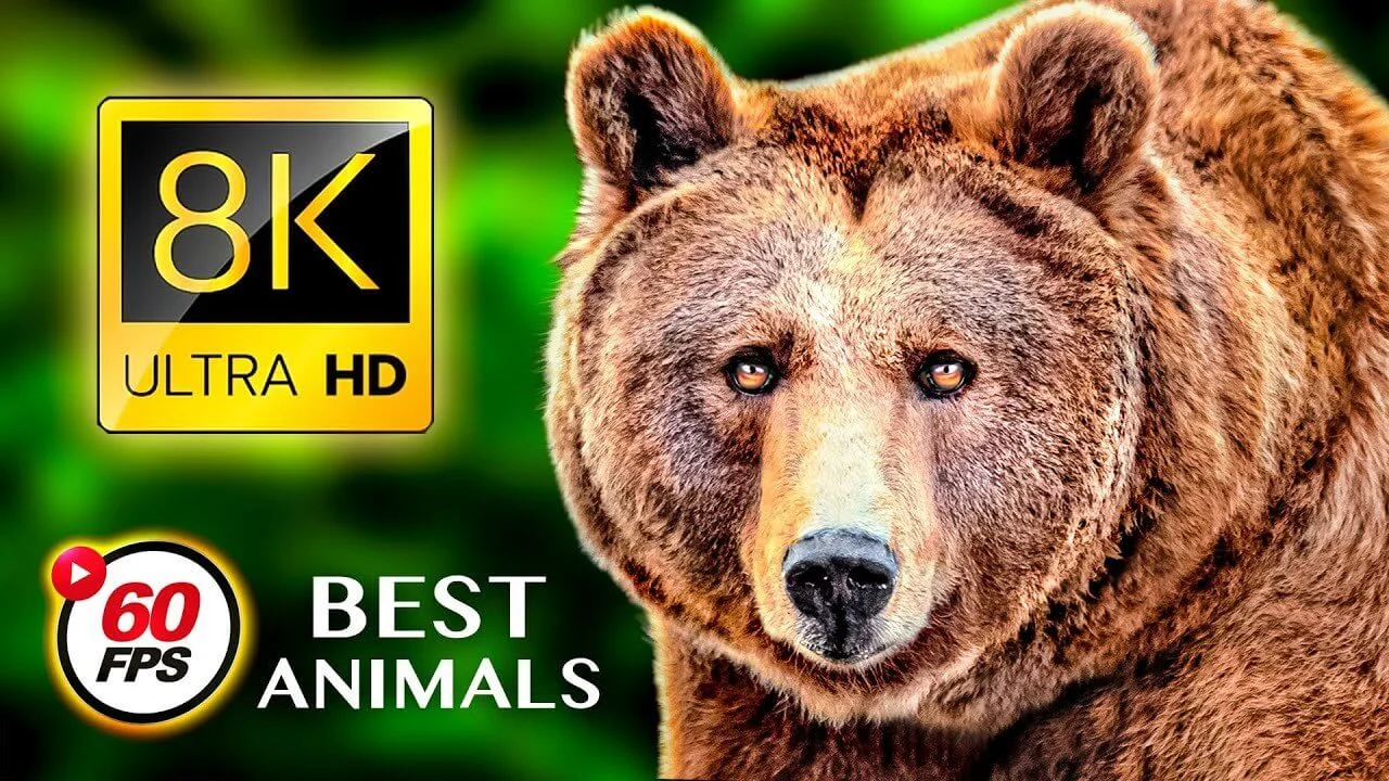 THE BEST ANIMALS 8K ULTRA HD 60FPS HDR