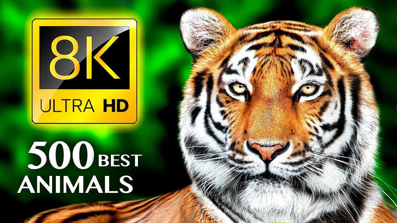 THE 500 MOST BEAUTIFUL ANIMALS 8K ULTRA HD