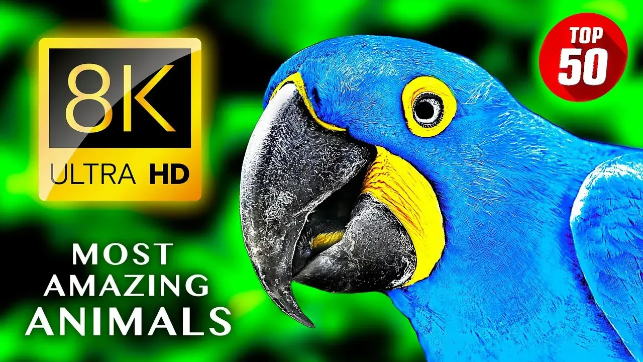 TOP 50 The Most Amazing Animals 8K ULTRA HD