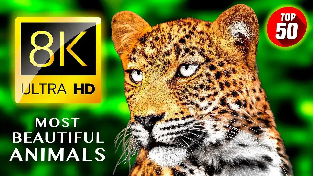 TOP 50 The Most Beautiful Animals 8K ULTRA HD