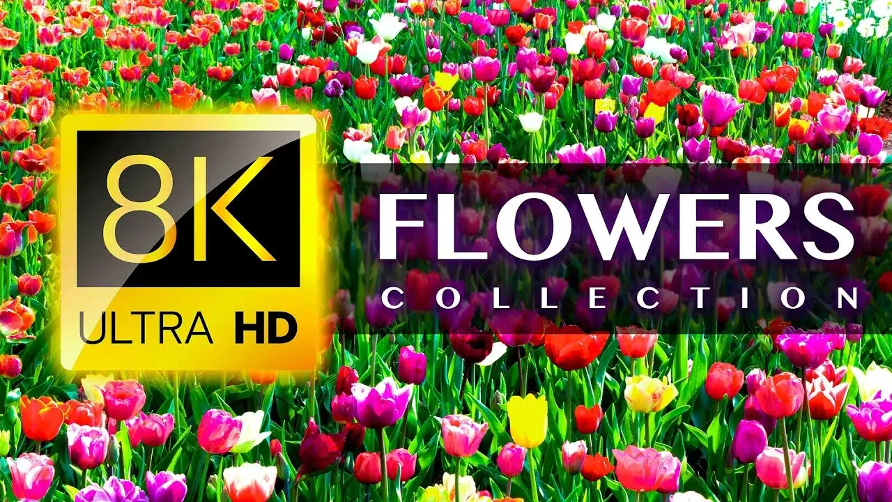 World's Most Beautiful FLOWERS 8K ULTRA HD