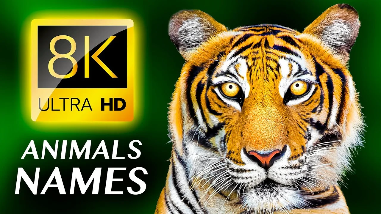 ANIMALS NAME & ANIMAL SOUNDS - 8K VIDEO ULTRA HD
