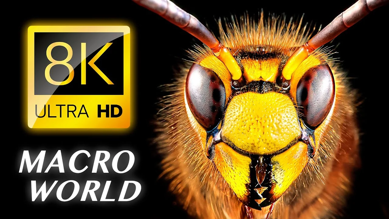 OBJECTS VIDEO MACRO 8K VIDEO ULTRA HD