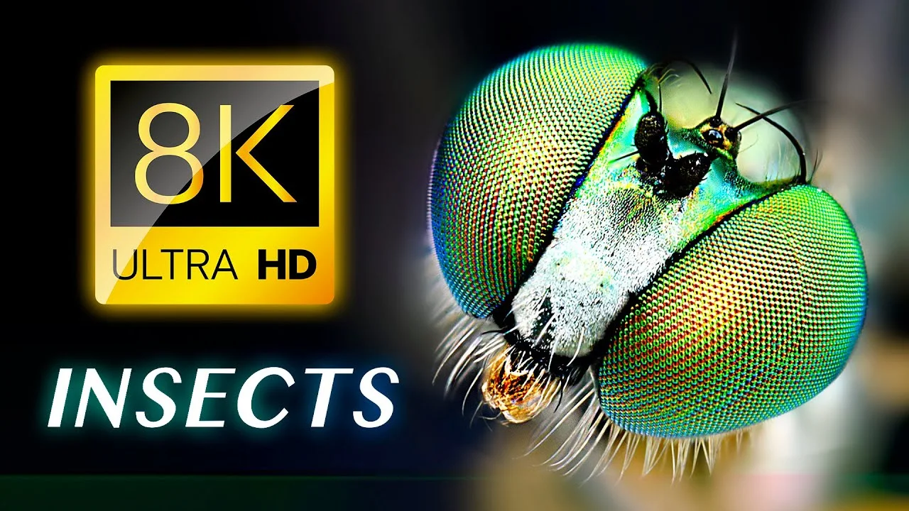 THE INSECTS 8K VIDEO ULTRA HD
