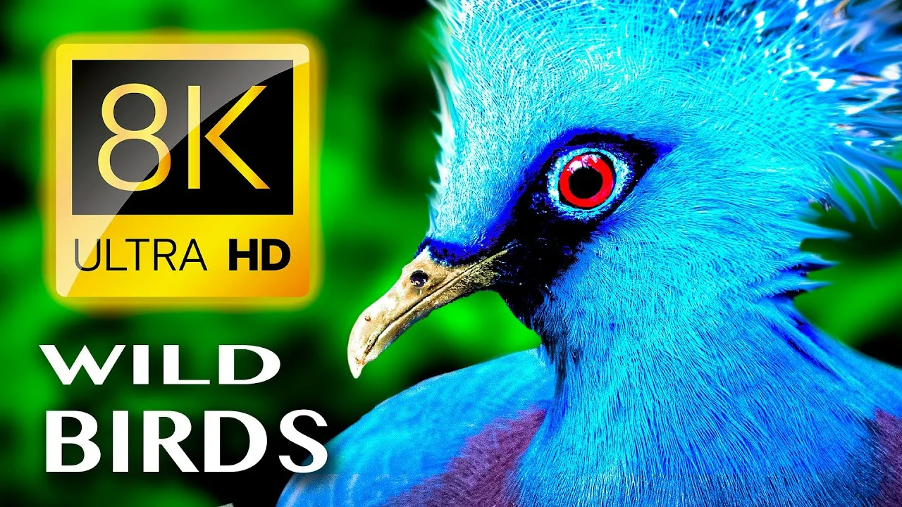 WILD BIRDS UNLIMITED COLLECTION 8K ULTRA HD