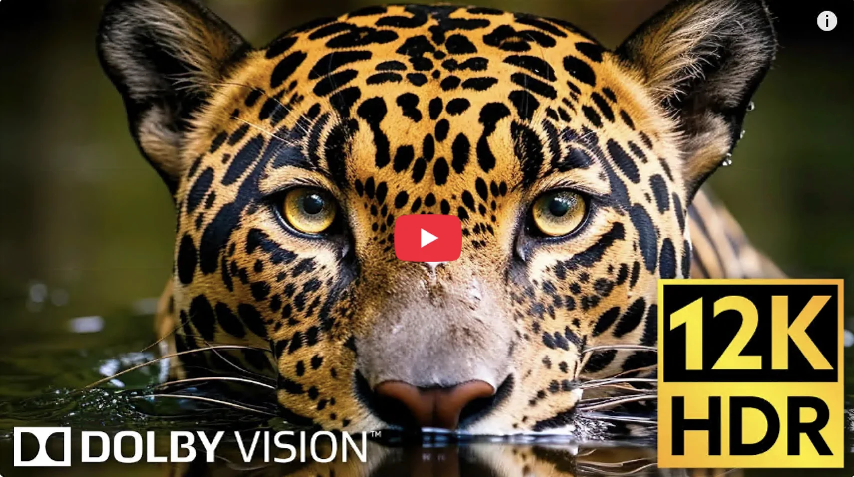 Dolby Vision, Wildlife 12K HDR 120fps in 2024 (EXTREME COLORS)