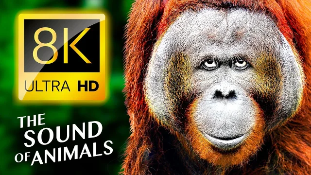 THE REAL SOUNDS OF BEAUTIFUL ANIMALS 8K HDR VIDEO ULTRA HD