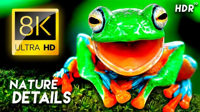 Explore Nature’s Finest Details in 8K HDR Dolby Vision™