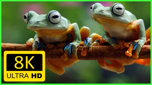 The World's Most Endangered Frogs in 8k UHD HDR -  Most Spectacular frog collection!