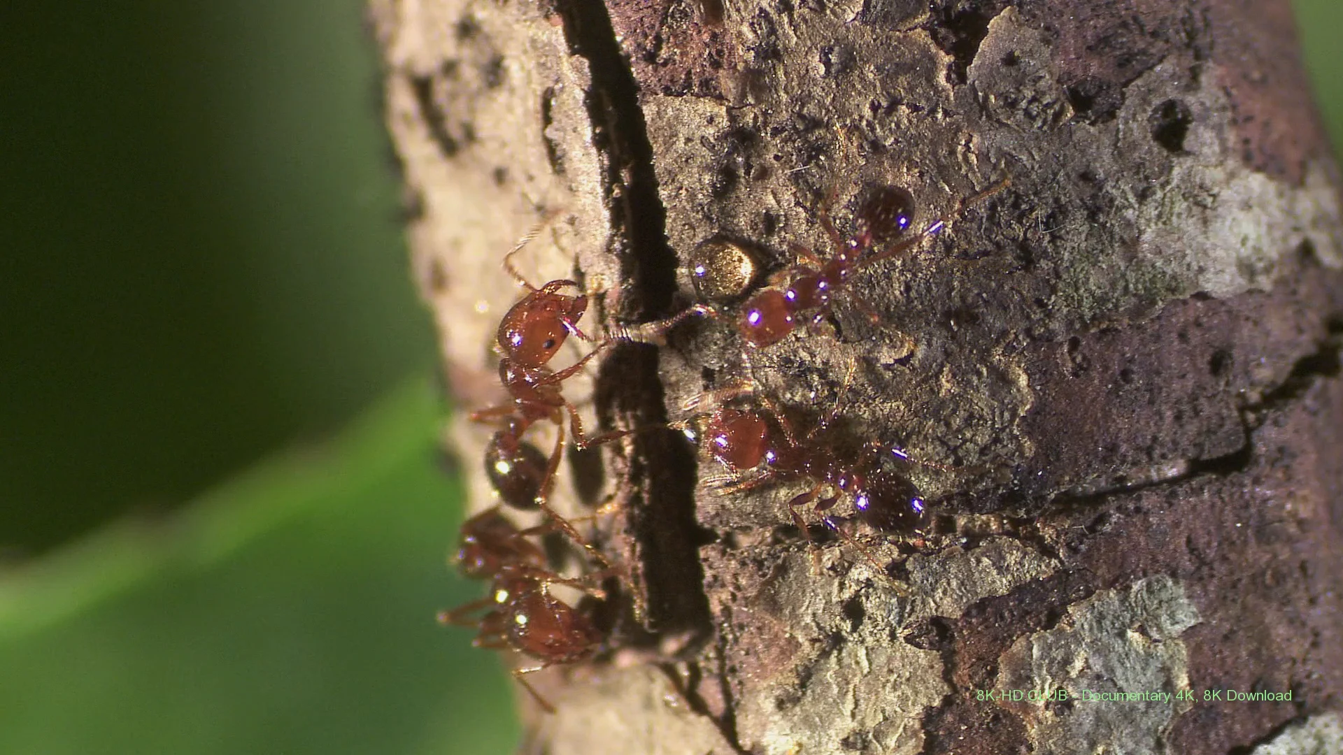 Fire Ants 3D: The Invincible Army 2012 big poster