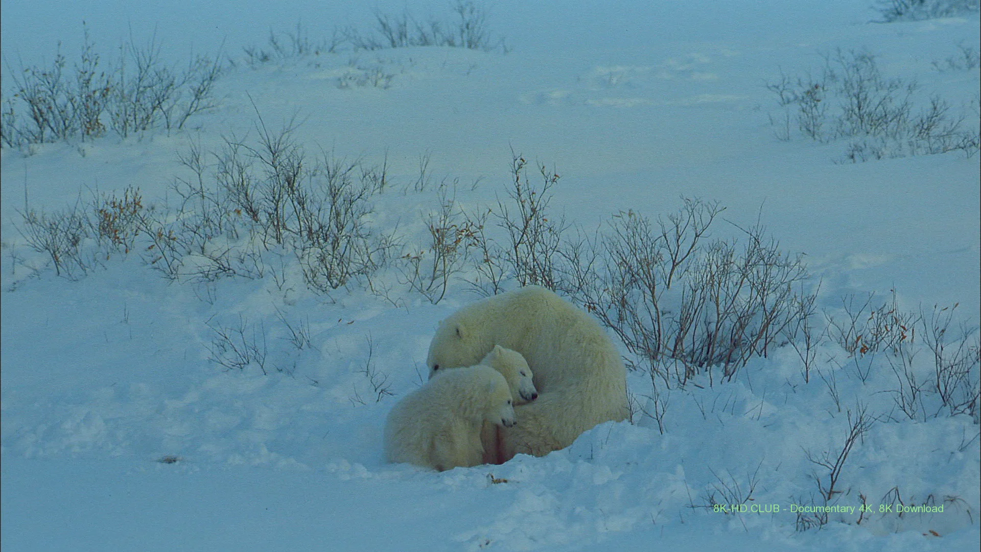 Bears 4K 2004 big poster