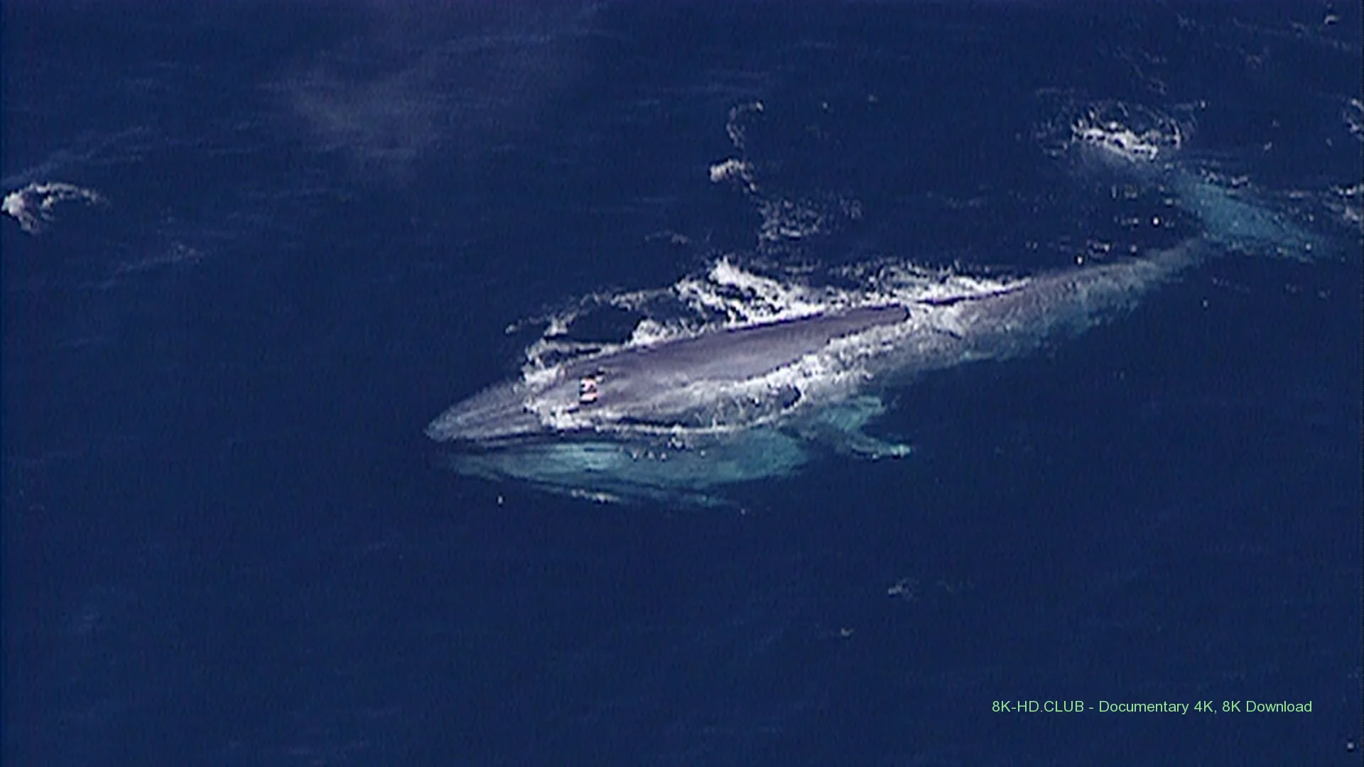 Kingdom of the Blue Whale 2009 big poster
