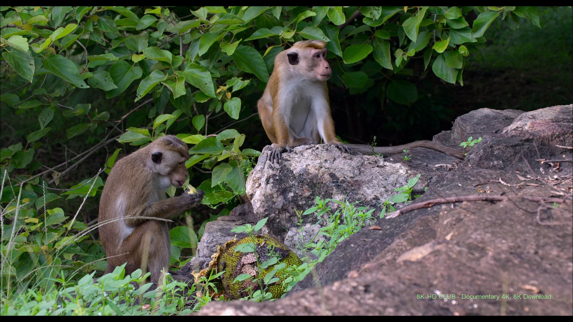 Monkey Kingdom 2015 big poster