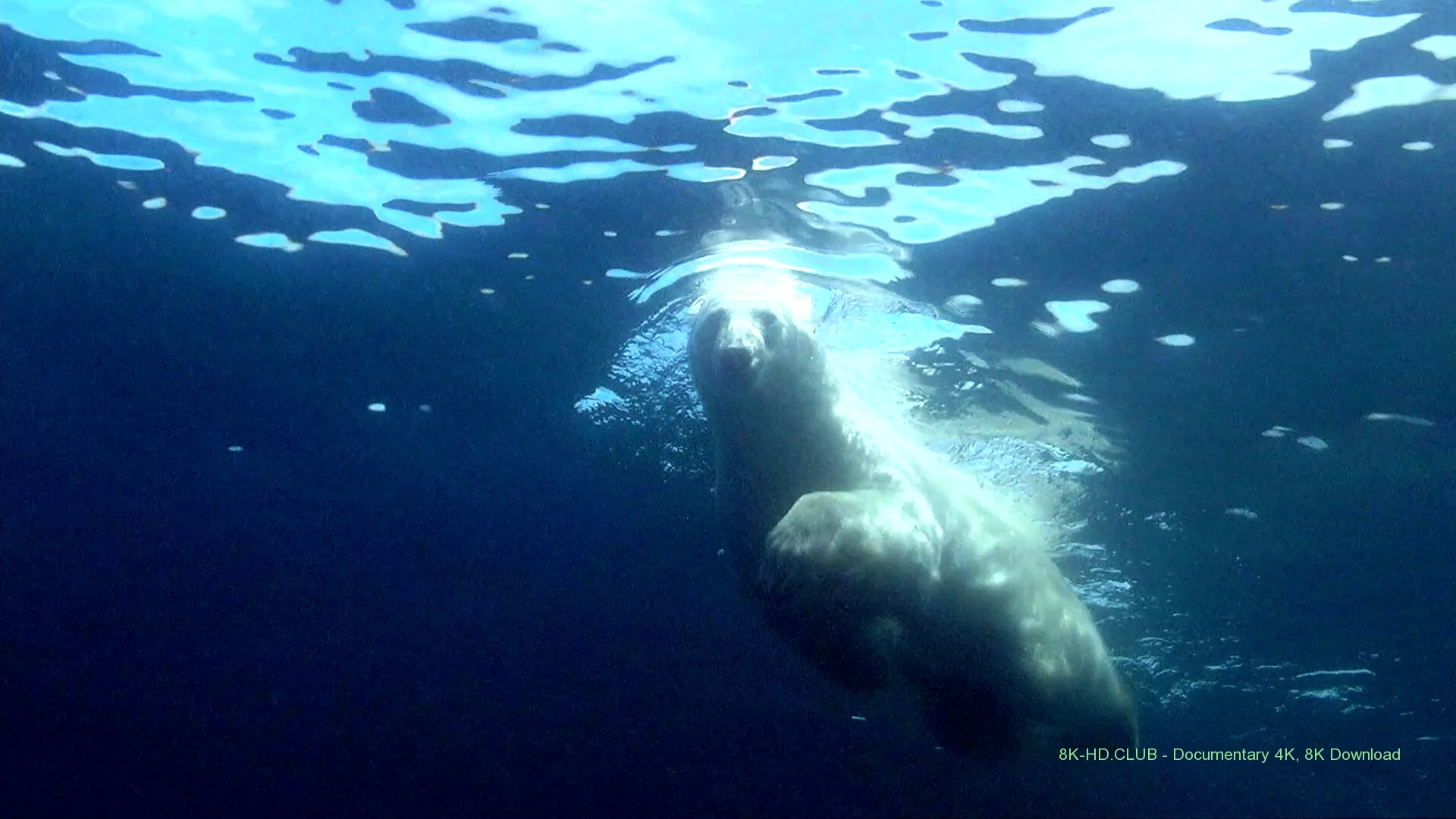 Polar Bears: A Summer Odyssey 2012 big poster