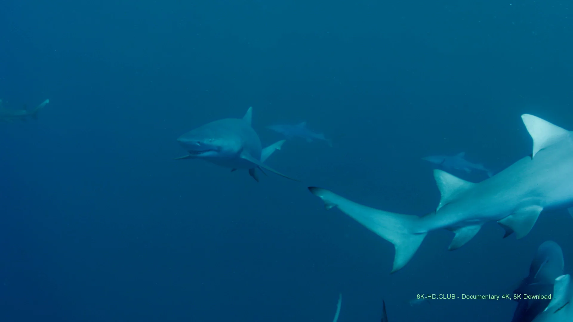 Sharkwater Extinction 2018 big poster