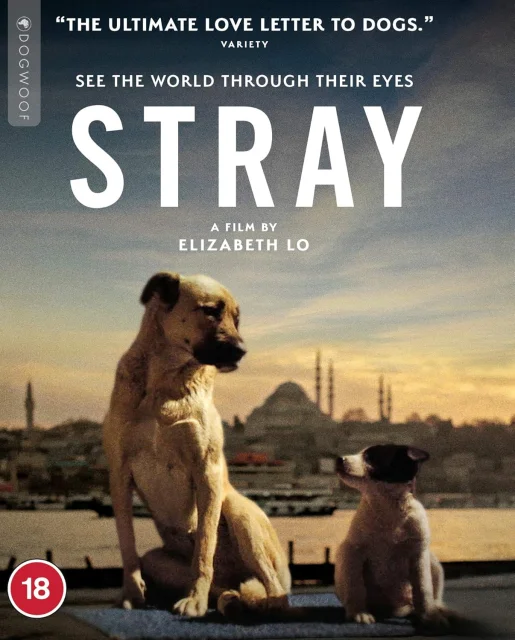 Stray 2020