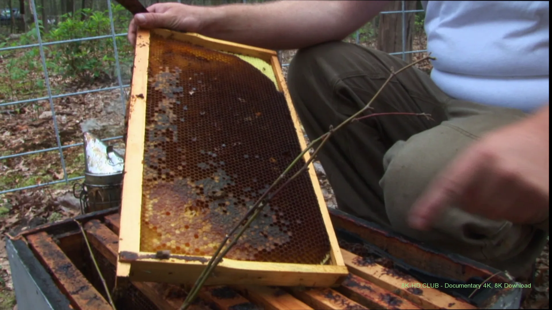 Vanishing of the Bees 2009 big poster
